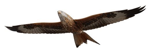 aigle
